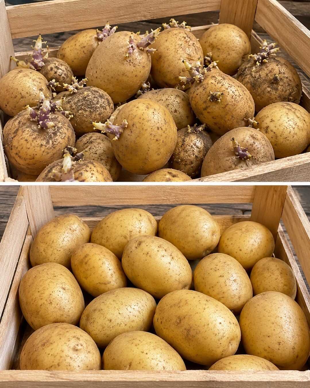 🥔 L&rsquo;astuce pour empêcher les pommes de terre de germer