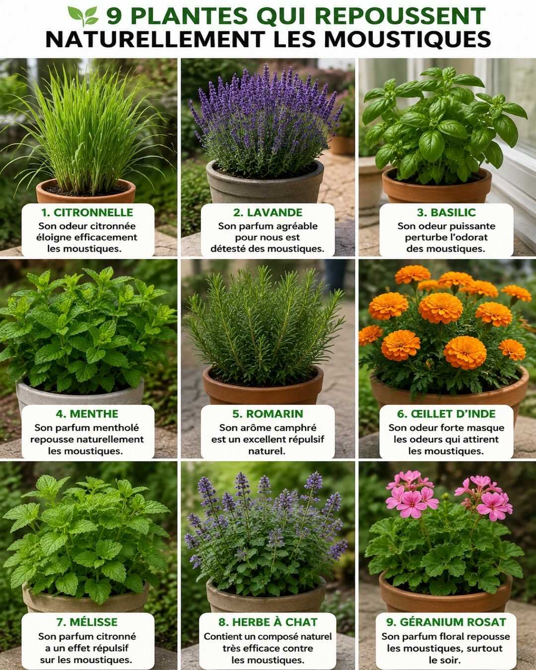 🌱 9 plantes qui repoussent naturellement les moustiques