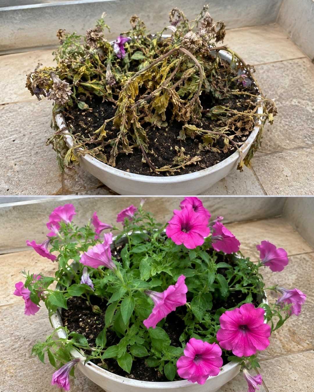 🌿 10 astuces pour sauver une plante qui semble mourir
