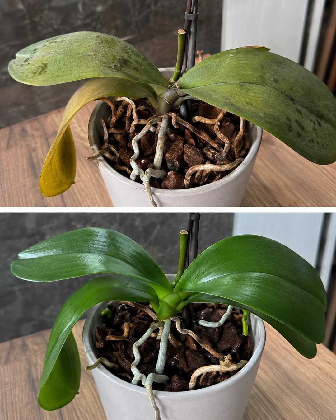 L&rsquo;astuce pour faire refleurir une orchidée que tout le monde croit perdue