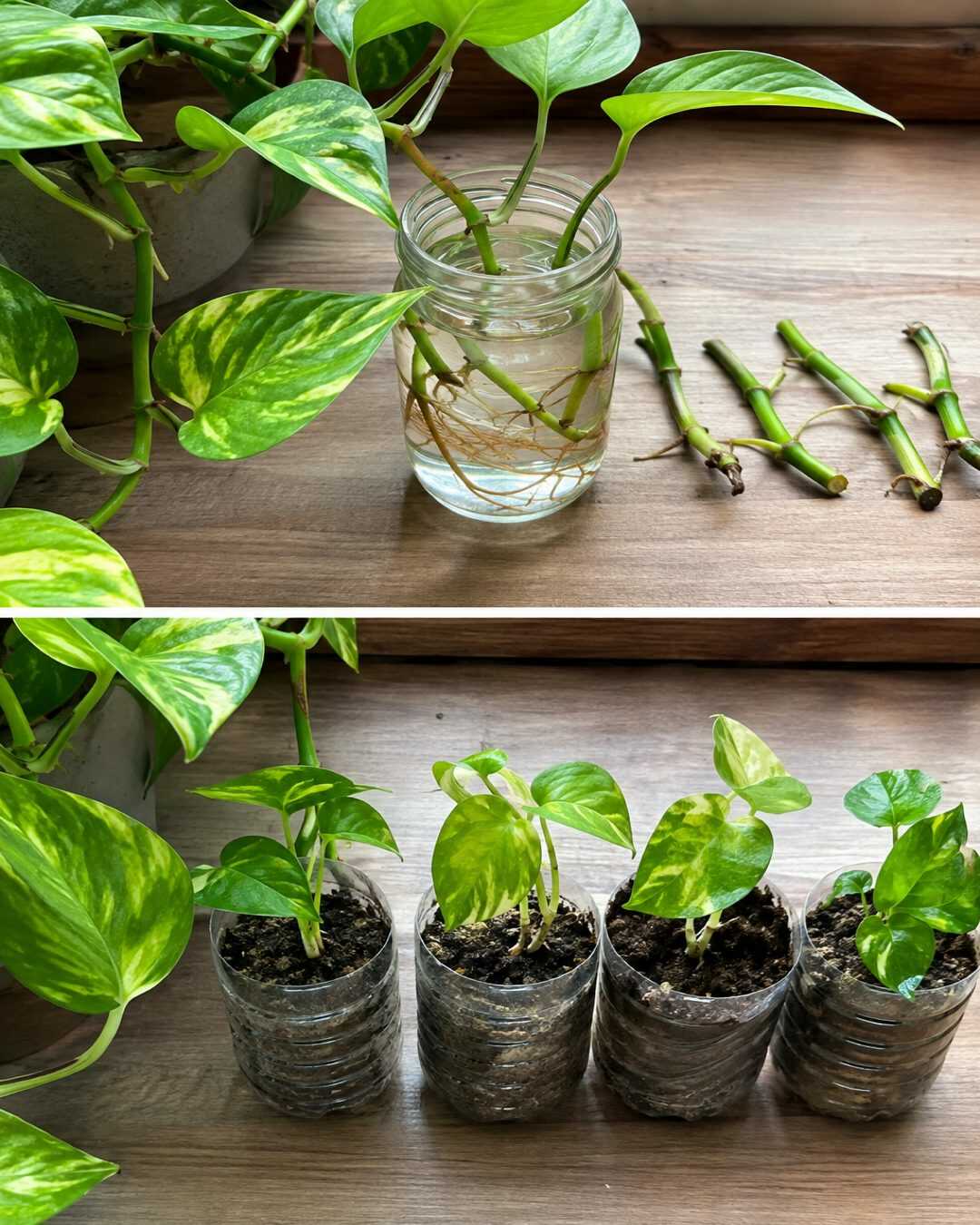 Comment multiplier facilement vos plantes préférées sans acheter de nouveaux pots