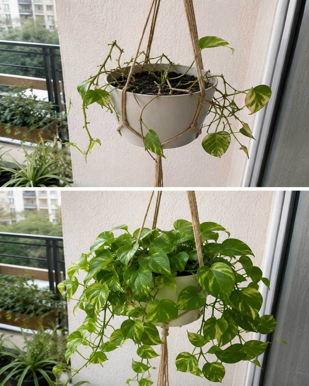 L&rsquo;erreur qui empêche vos plantes suspendues de pousser correctement et comment la corriger