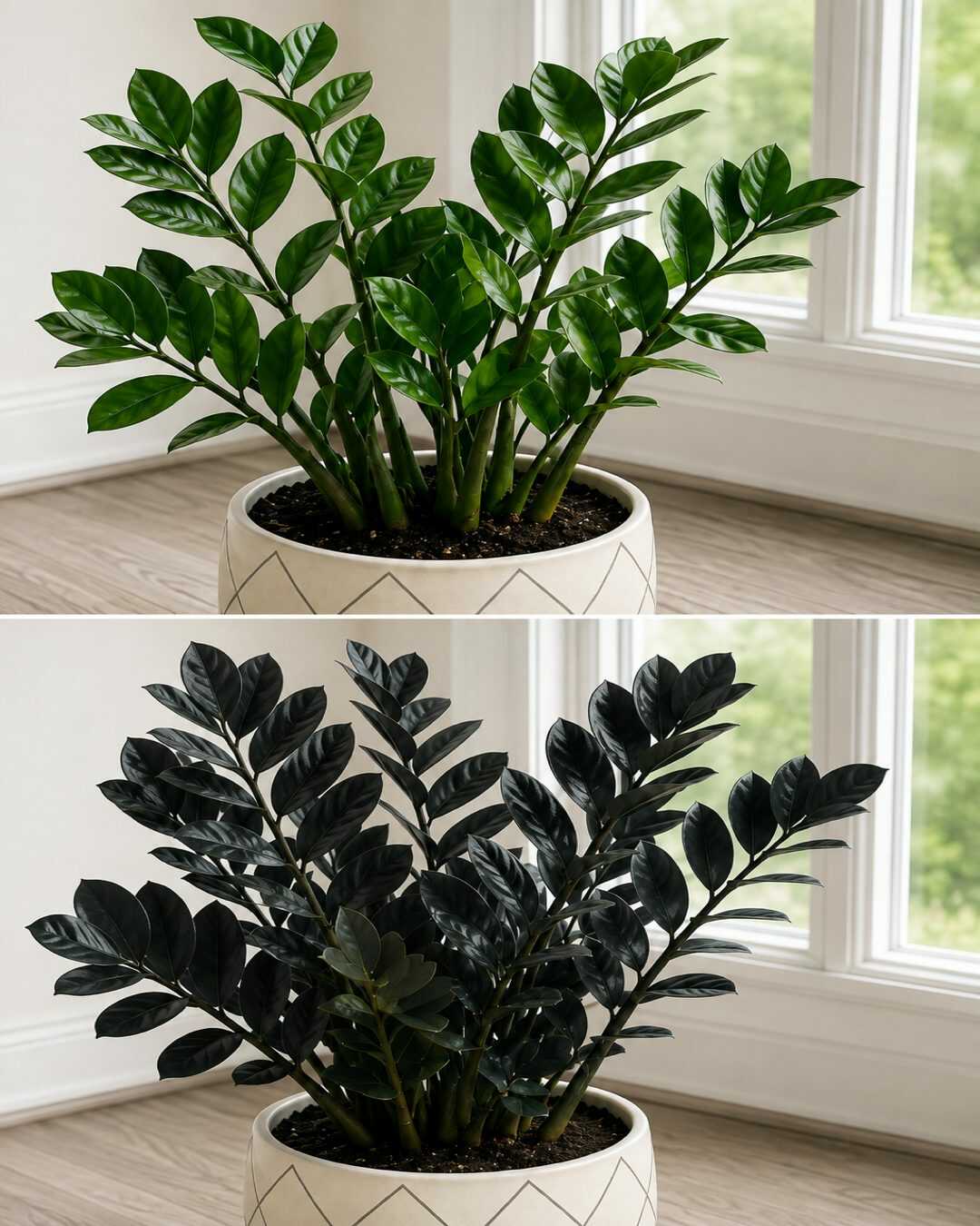 Comment entretenir la zamioculcas (ou plante ZZ) pour qu&rsquo;elle pousse vigoureusement, reste en bonne santé et conserve des feuilles brillantes