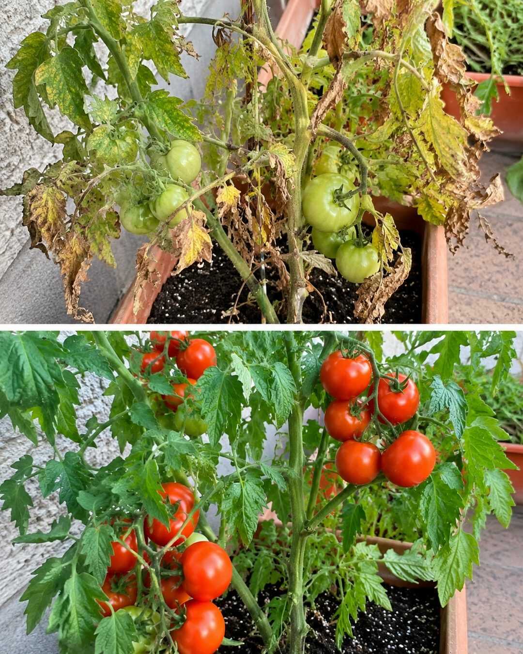 Ne jetez surtout plus vos coquilles d’œufs : vos tomates vont adorer cette astuce !