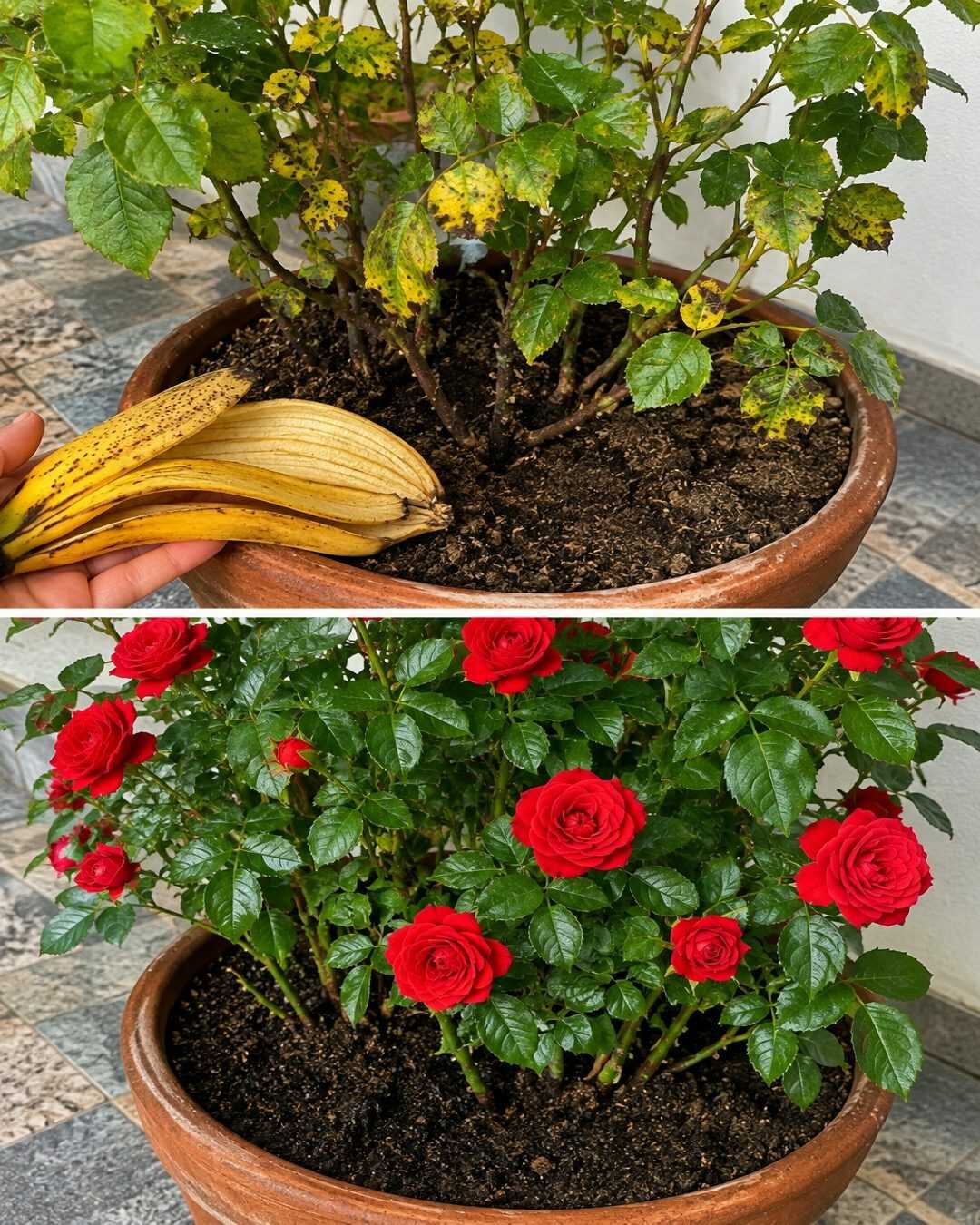 Ne jetez plus vos peaux de banane ! Voici ce que les jardiniers malins