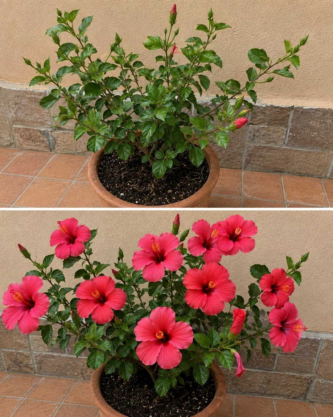 L’engrais maison tout simple pour favoriser une floraison abondante de votre hibiscus