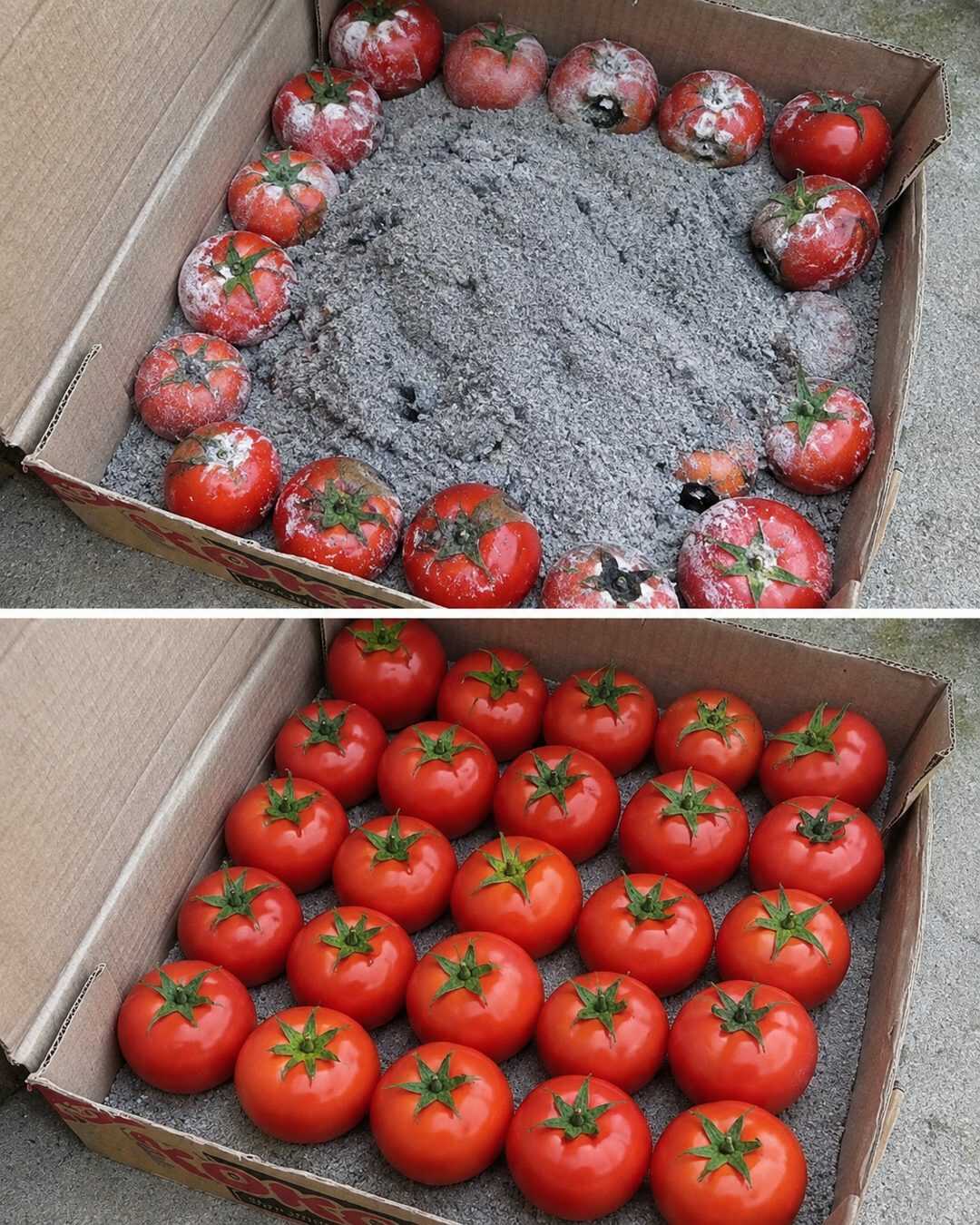 Cette vieille astuce pour conserver les tomates mérite de revenir à la mode