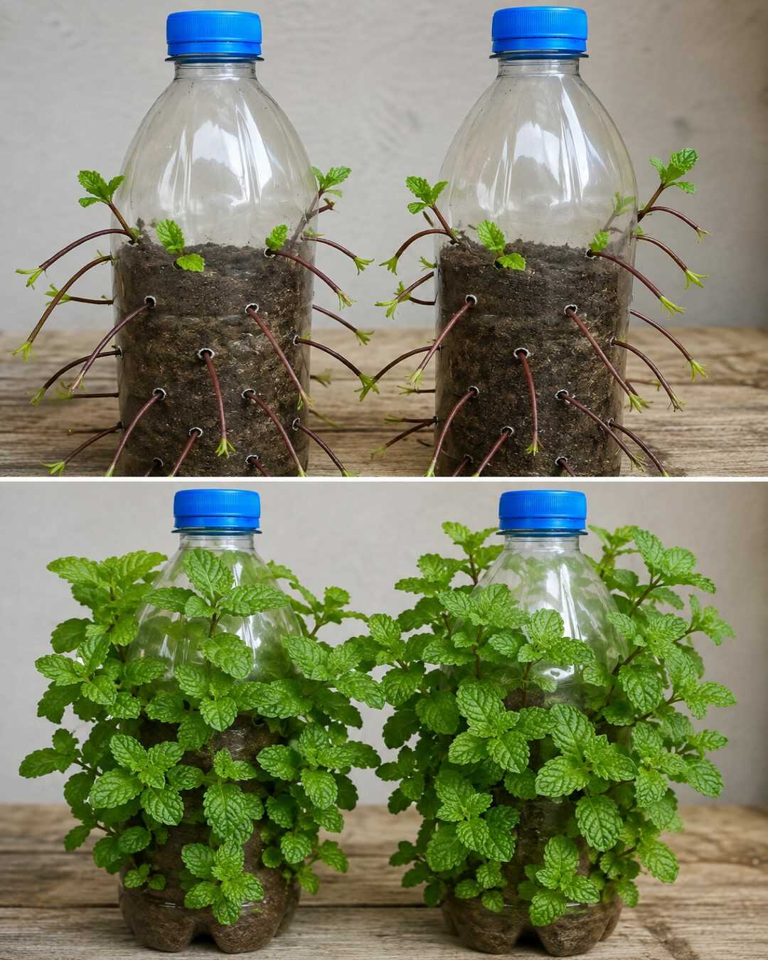 **Une simple bouteille suffit pour multiplier votre menthe à la maison**
