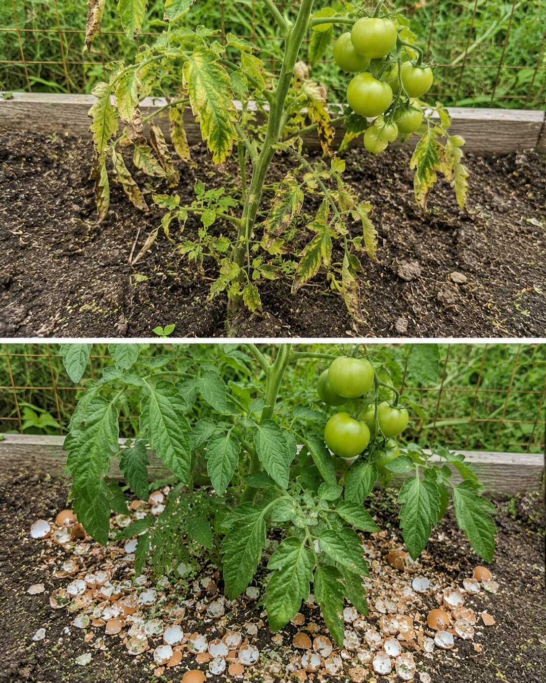 Pourquoi placer des pommes de pin dans les pots de fleurs peut être utile en été